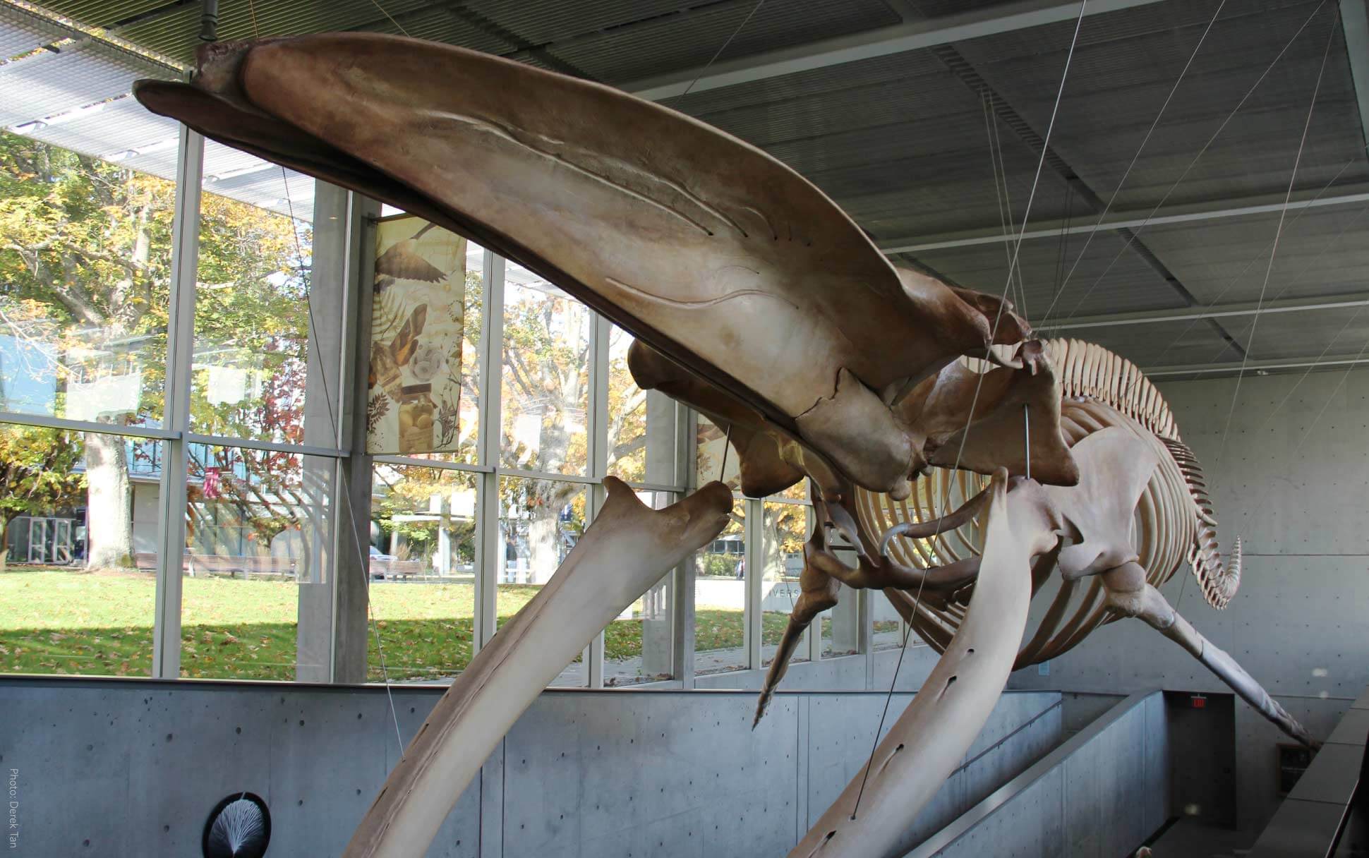 A blue whale skeleton at the family friendly Beaty Biodiversity Museum at UBC
