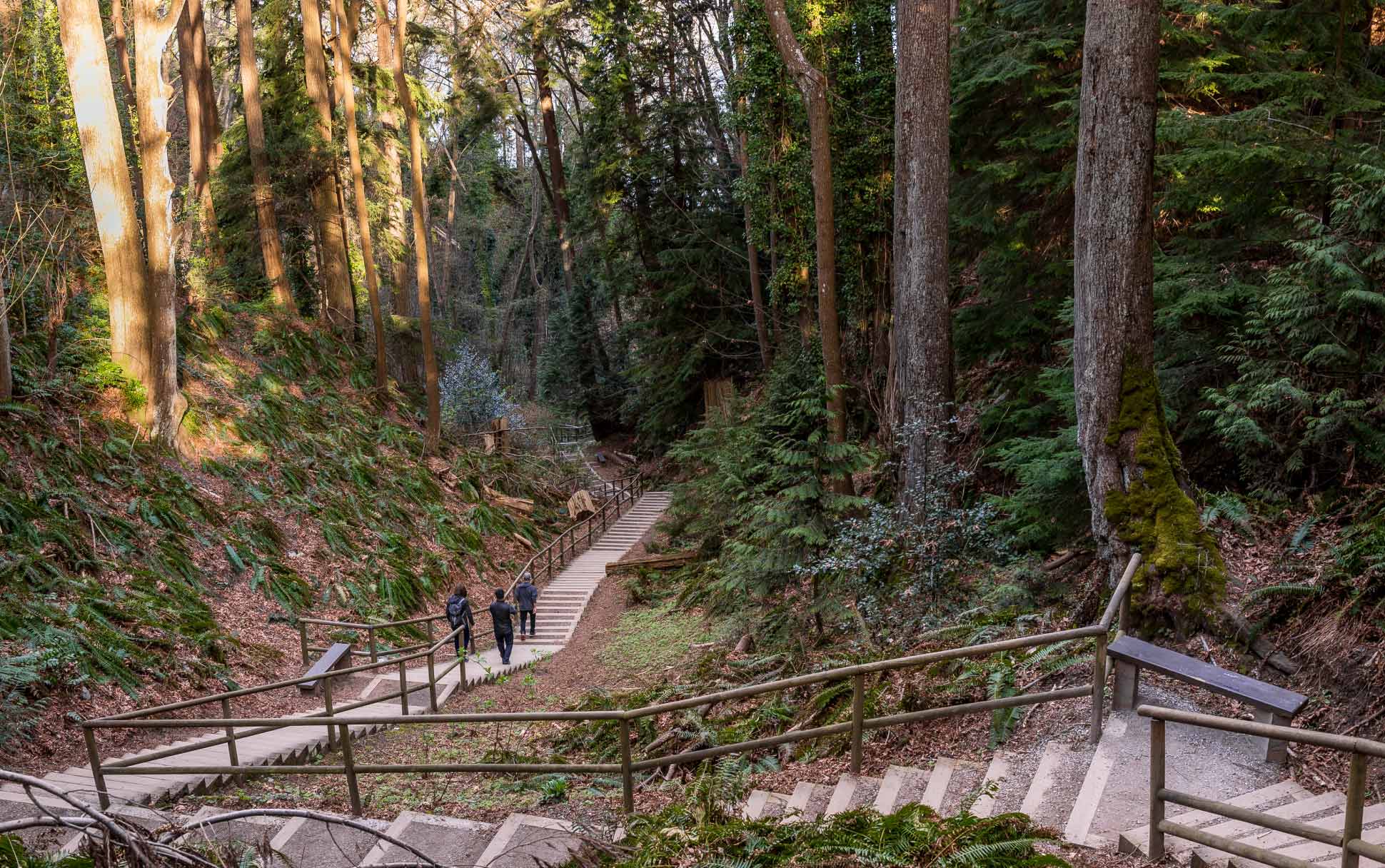 Visitors climb up stairs in on a trail through the trees of Pacific Spirit Park in Vancouver.