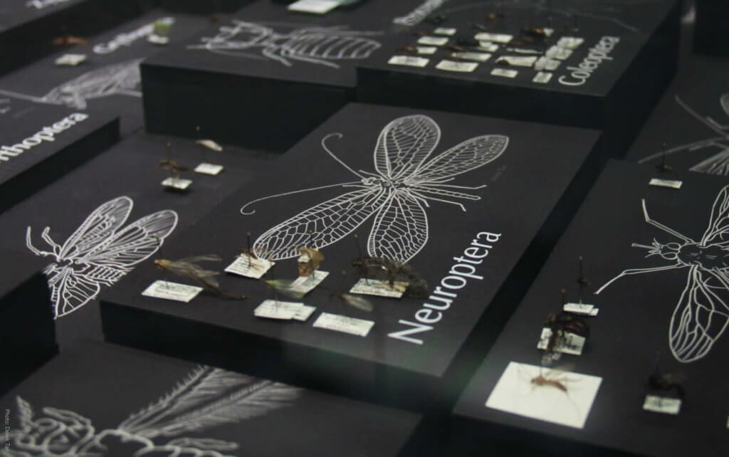 An insect exhibition at the Beaty Biodiversity Museum at UBC Vancouver