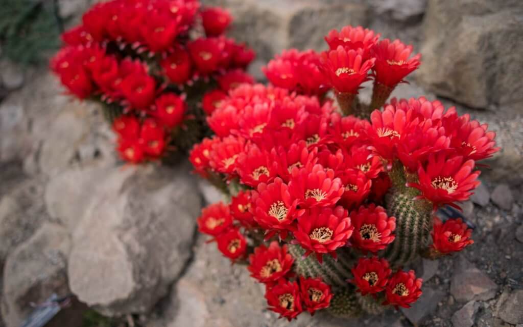 A cactus with red blooms at the UBC Botanical Garden in Vancouver