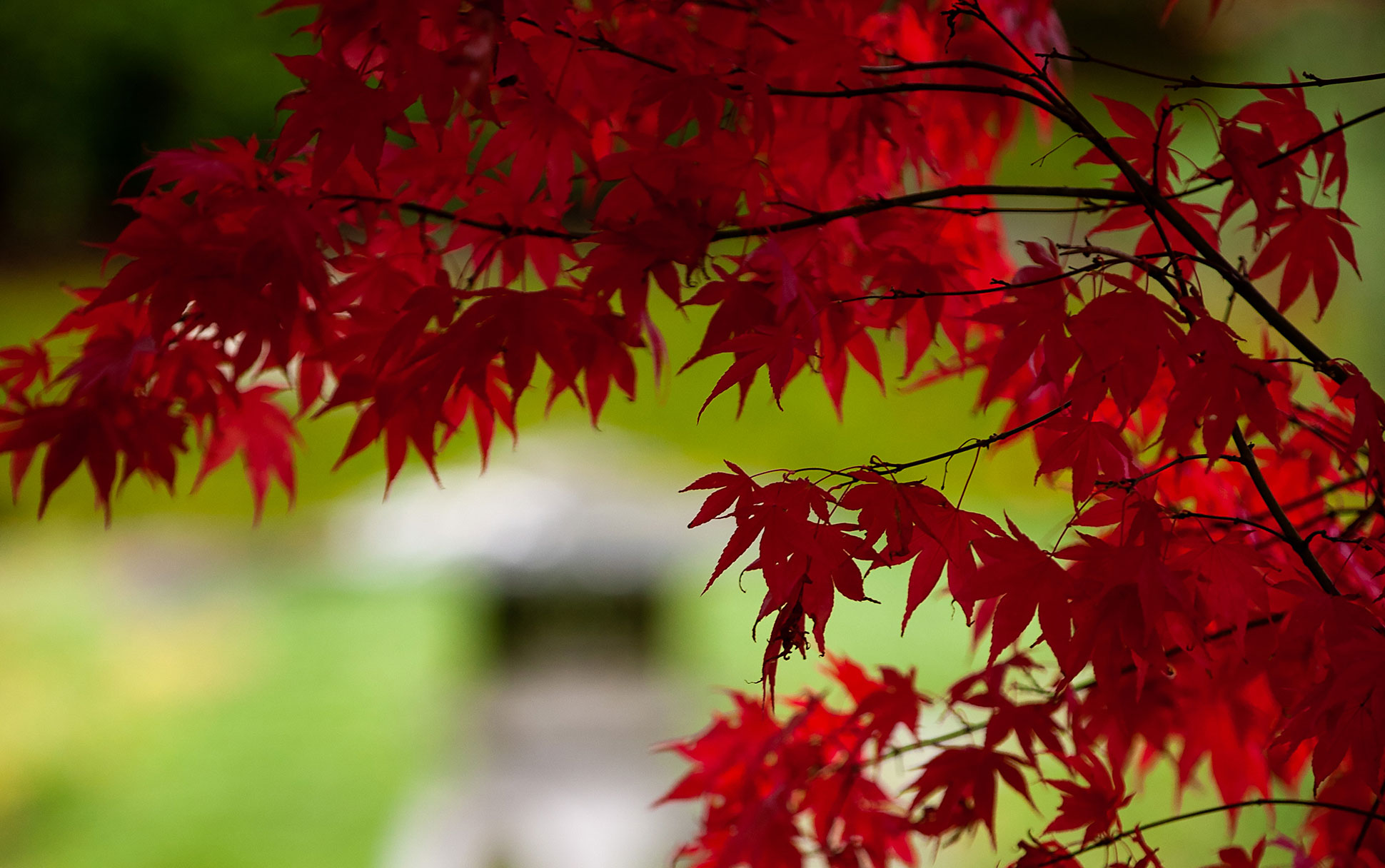 Red fall leaves at Nitobe Garden at UBC