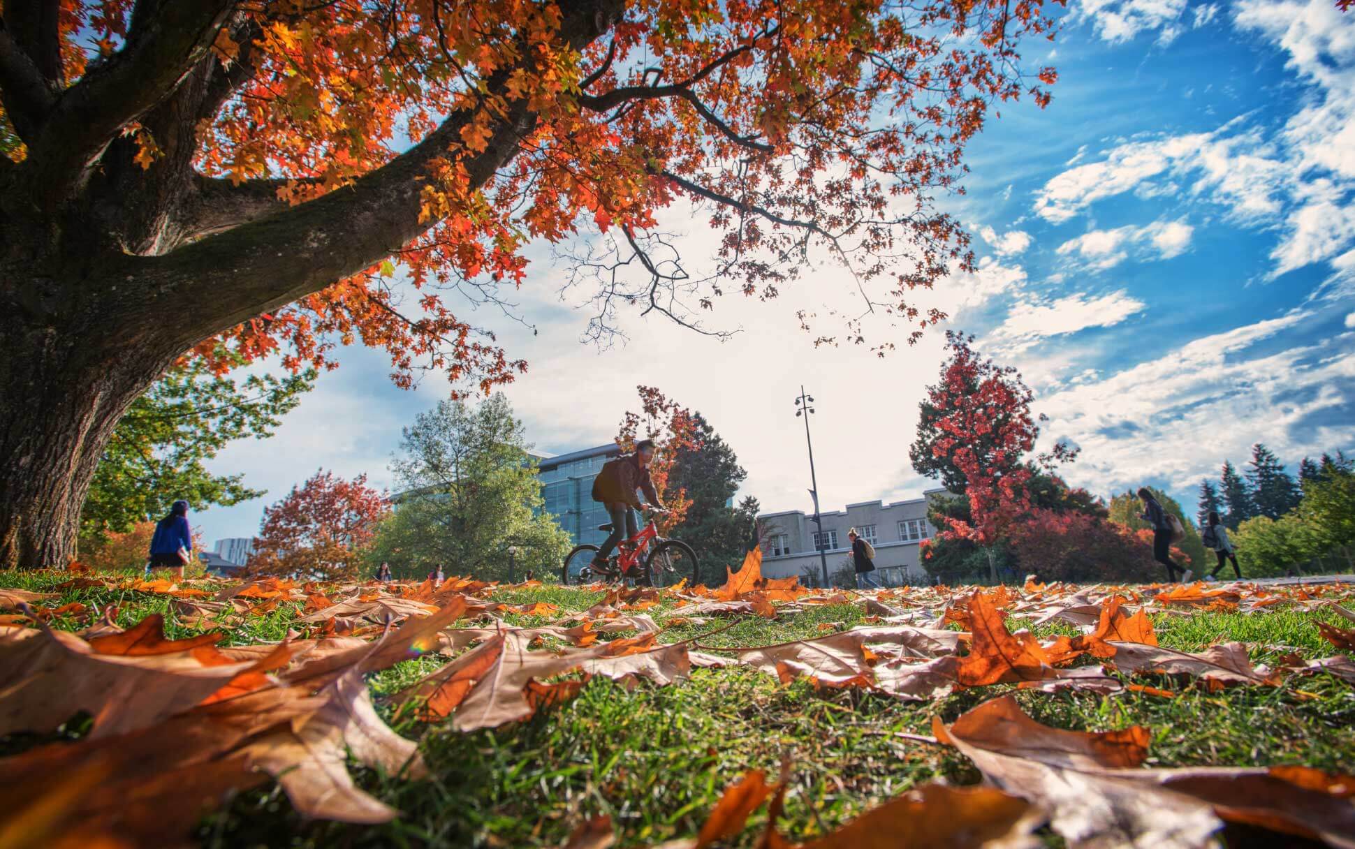 A cyclist rides through the autumn leaves of UBC's main mall in the fall.