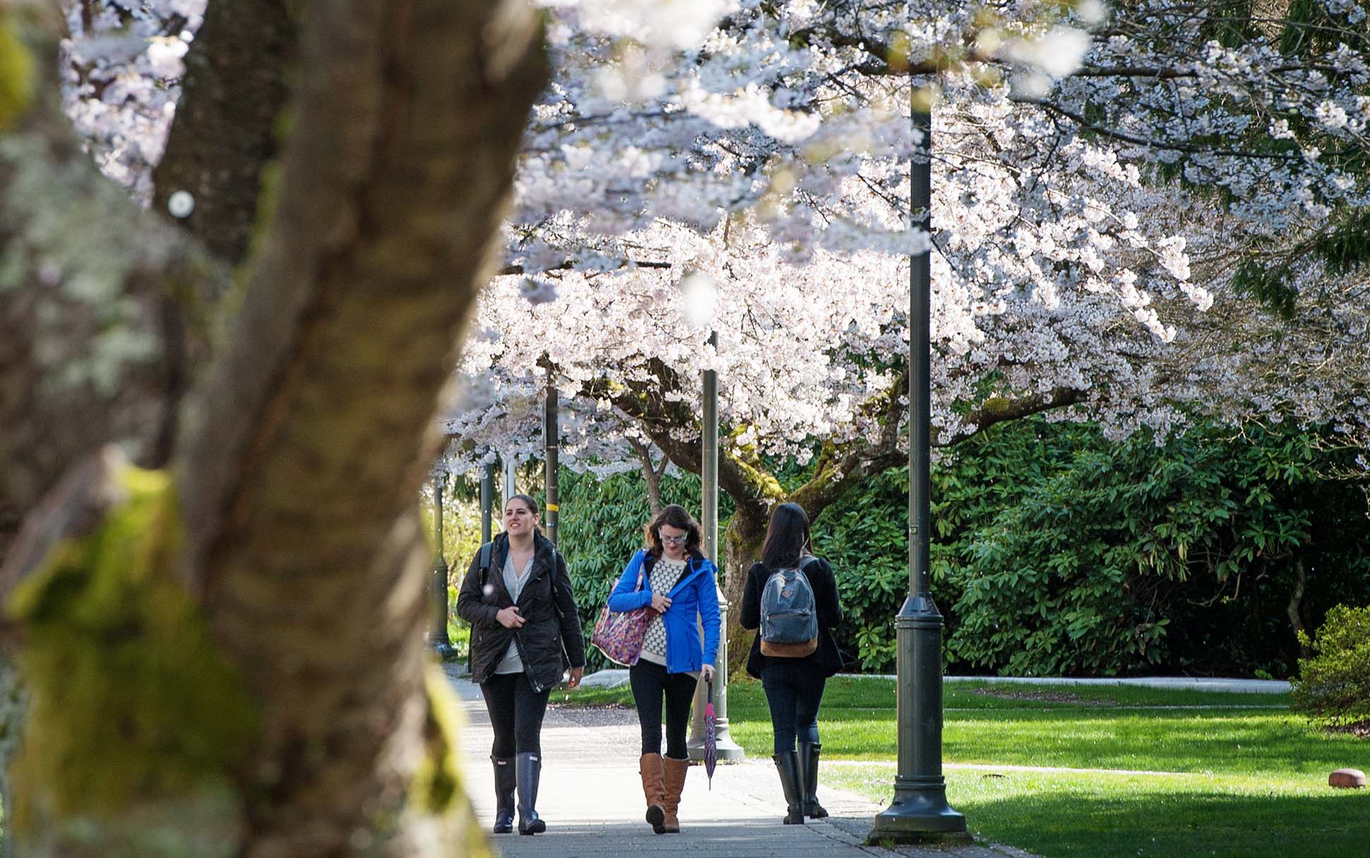 People walk under cherry blossoms along Lower Mall on UBC's Vancouver campus