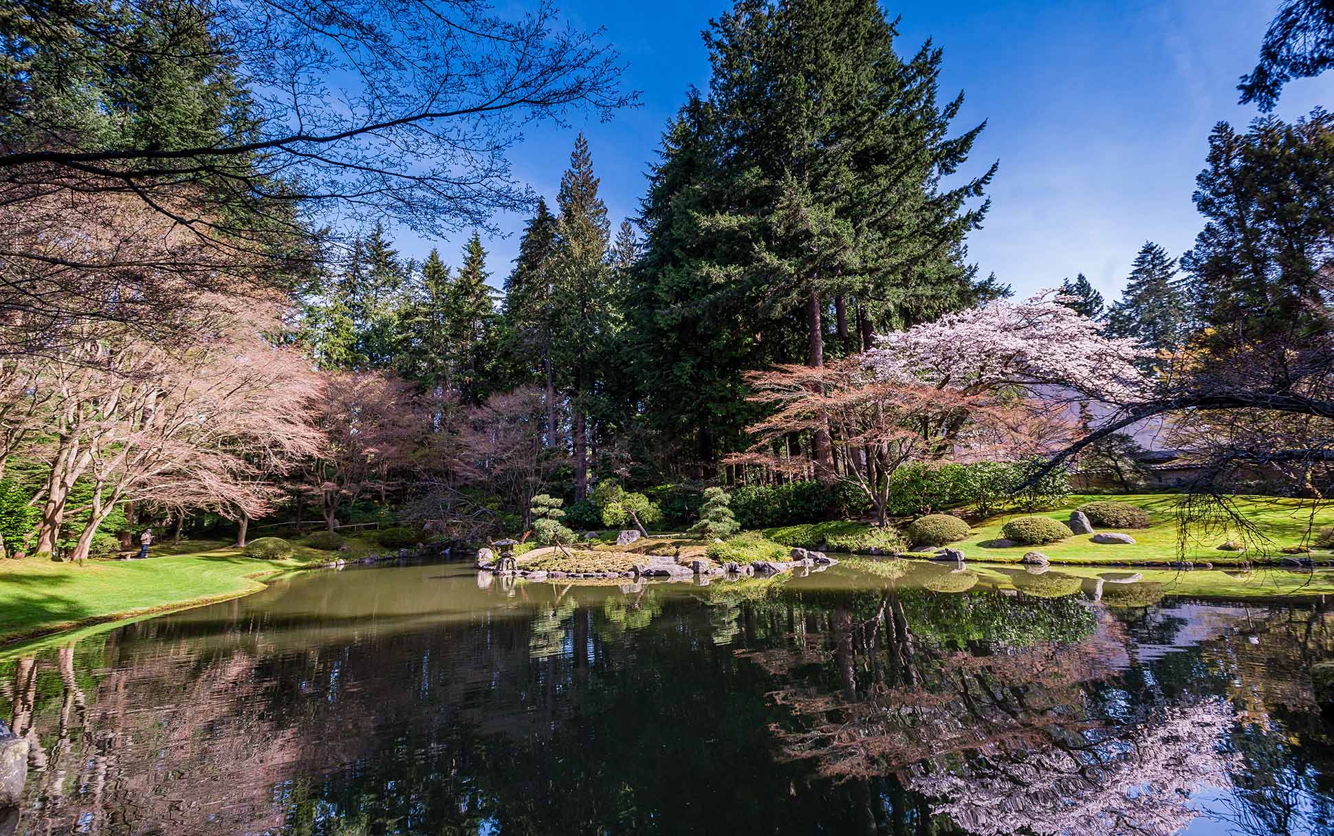 Cherry blossoms at Nitobe Garden at UBC Vancouver